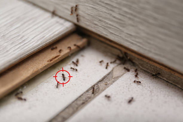 Best Emergency Pest Control  in Chandler, TX