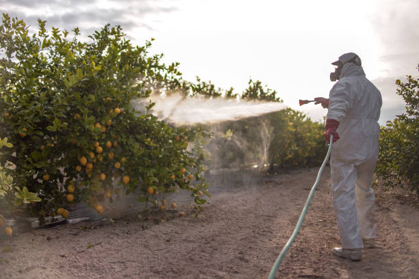Best Termite Control Services  in Chandler, TX