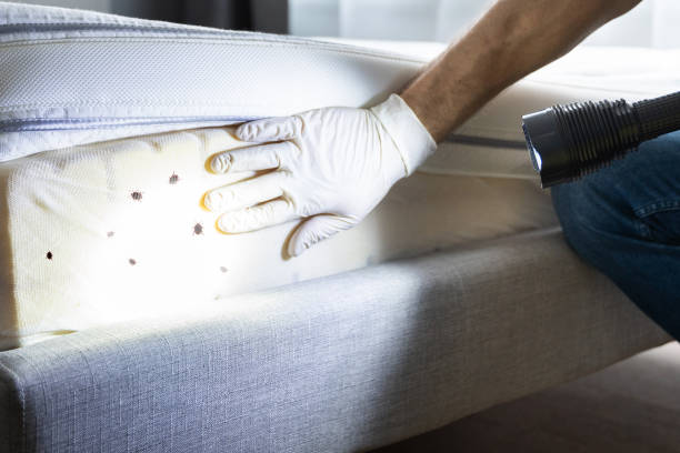 Best Mosquito Control Services  in Chandler, TX